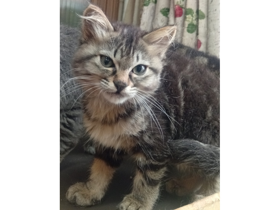 マンチカンっぽい可愛い女の子
広島県 ♀ 生後2ヶ月 の"ごまちゃん"ちゃんです。
 #猫の里親募集 #広島県
詳細：neko-jirushi.com/foster/235035/
写真：