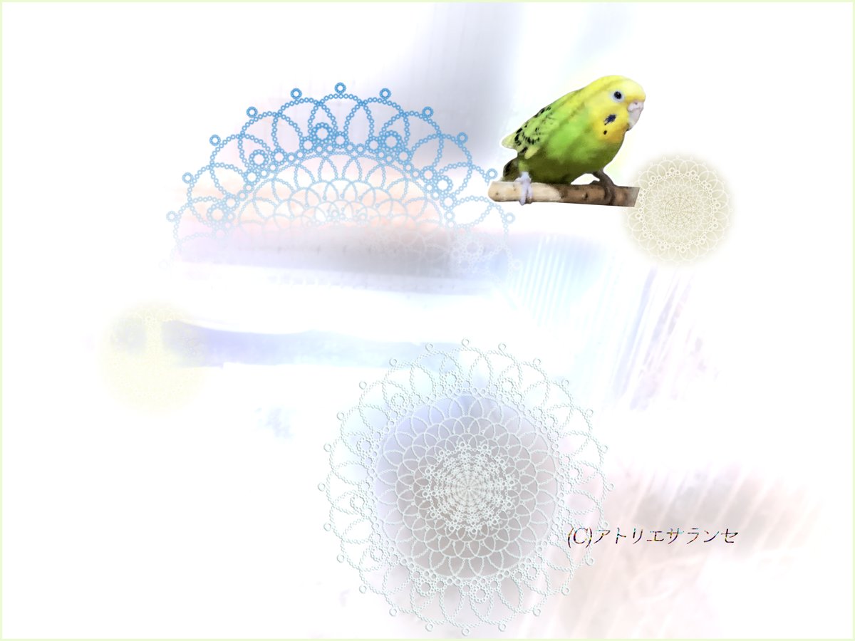 saranse1's tweet photo. 🦜４月最後のポストですピヨ★
美しインコ【フク】ちゃん！
フォロワーさんへ
来月より『アート画像』等は公式ブログとタイッツーが中心になります、良ければ是非そちらもフォローしてくださいピヨ！尚、５月以降もこちらのX用公式アカウントは一部情報発信として残ります。今後ともお願いしますピヨ https://t.co/Rtuo5AaTPv