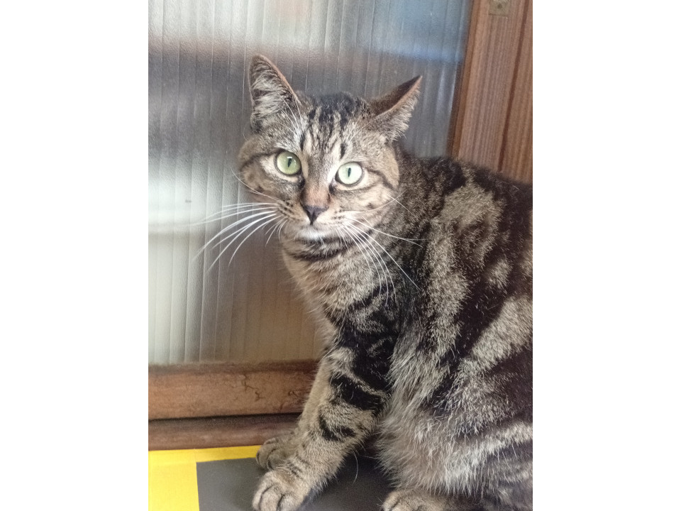 カッコいいアメショー風男子
広島県 ♂ 生後6ヶ月 の"コロ君"ちゃんです。
 #猫の里親募集 #広島県
詳細：neko-jirushi.com/foster/235036/
写真：