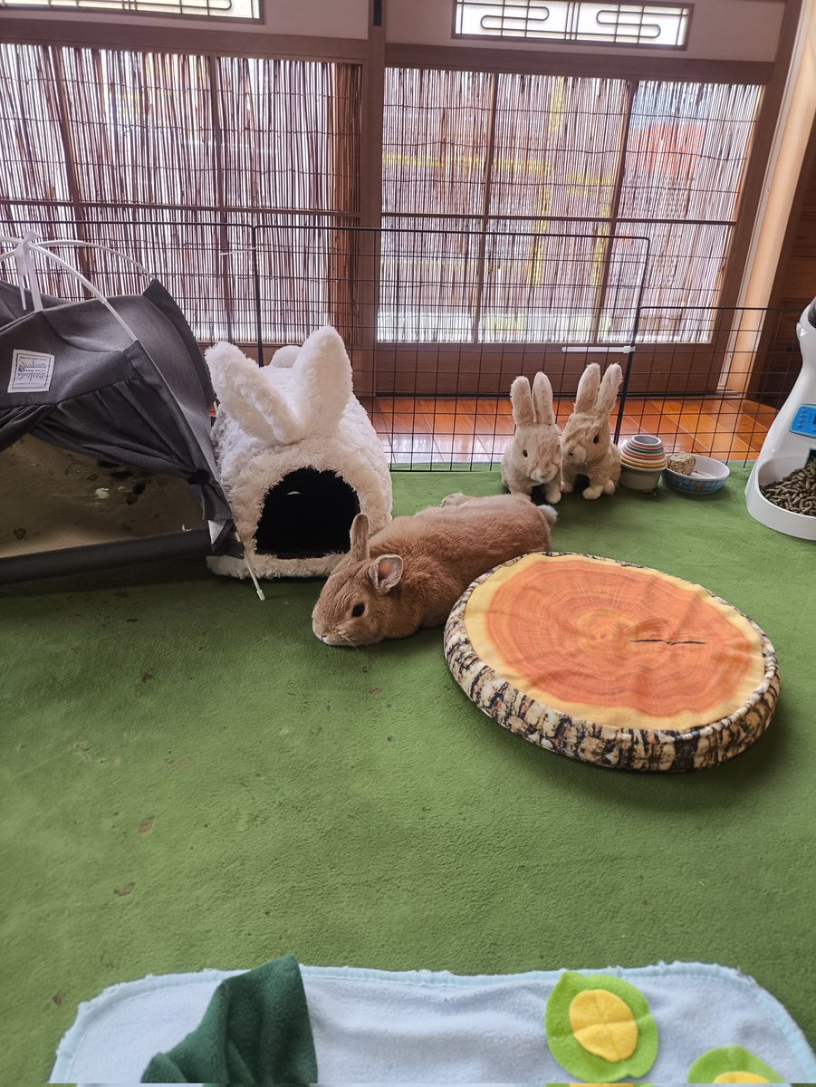 rabbit_wara's tweet photo. のびー
#うさぎのいる暮らし https://t.co/dUx8yIomEh