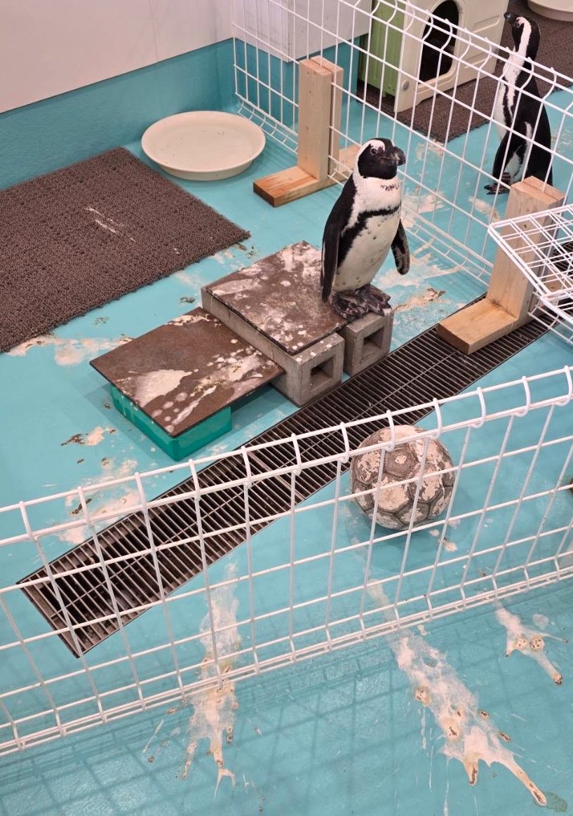 ペンギンカフェ テイル tweet media
