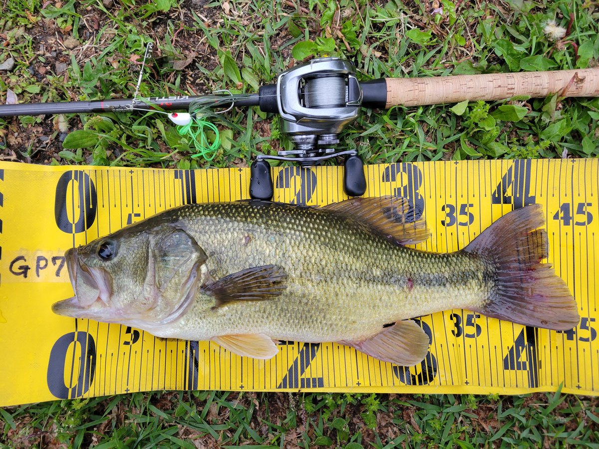 oneflatonly's tweet image. 今朝は 2B2F
43cm/1340g
45cm/1570g
ルアーはチームアウトバックスピナーベイト
#Knoxville
#TEAMOUTBACK
#スピナーベイト
#キスラー