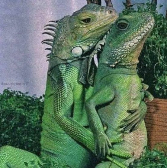 x - clara tweet media