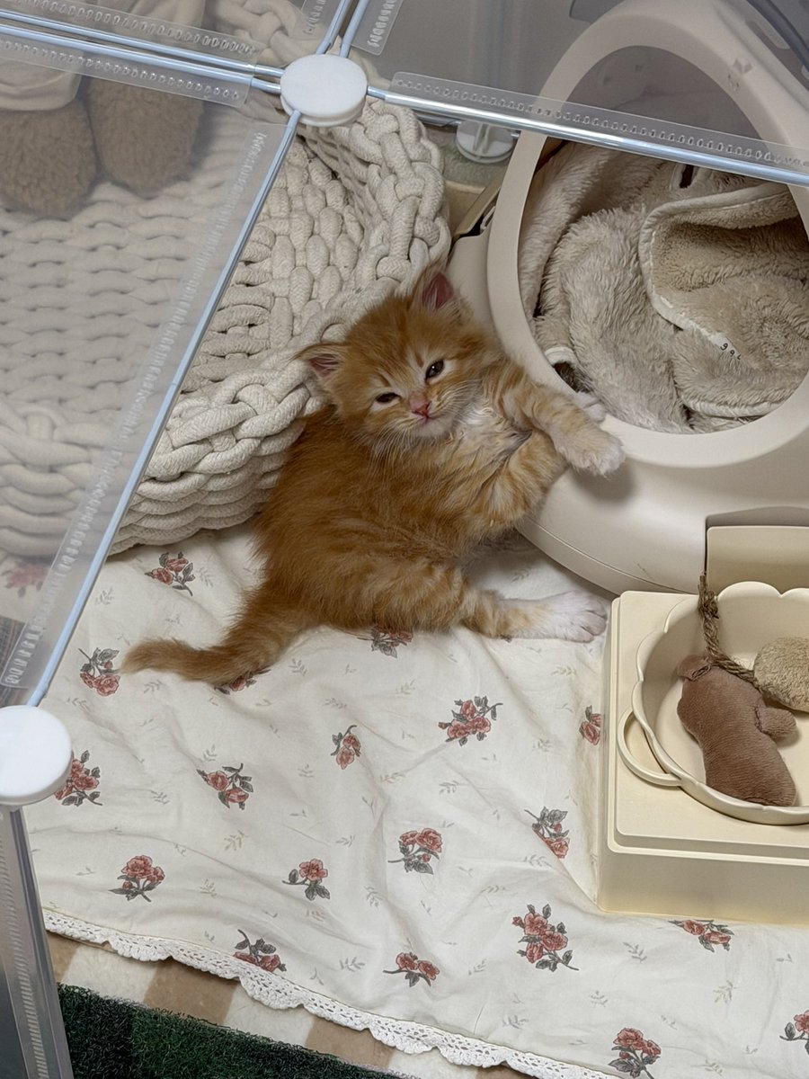 째앙금 tweet media