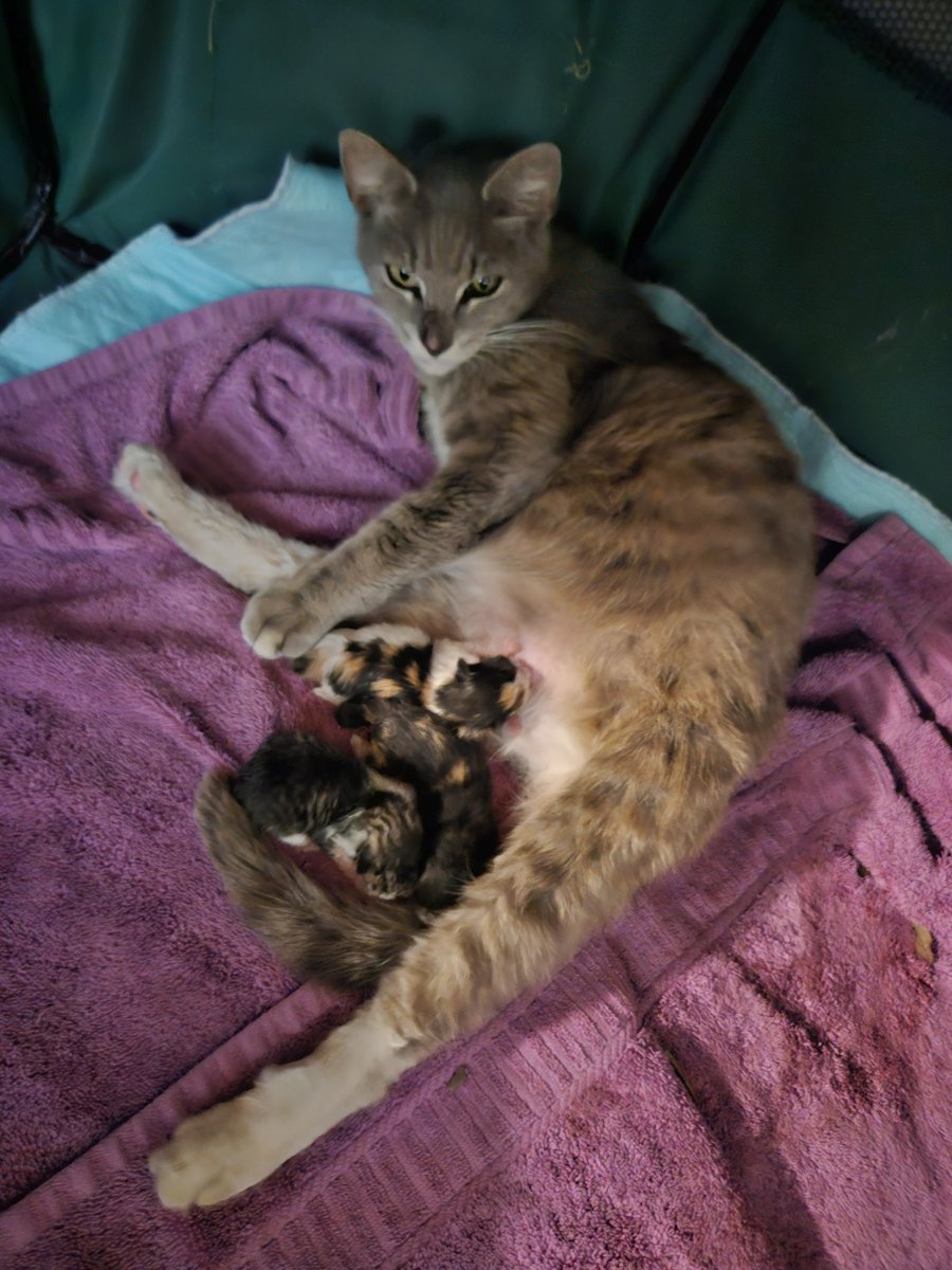 WildStarrdust's tweet photo. @TheeOracle7 suprise suprise!!! I wish I could send you one!! This was unexpected lol The only baby I wasn't able to get fixed at the time 😭😭🤦🏻‍♀️🤦🏻‍♀️😹😹 https://t.co/NuGcyo17J8