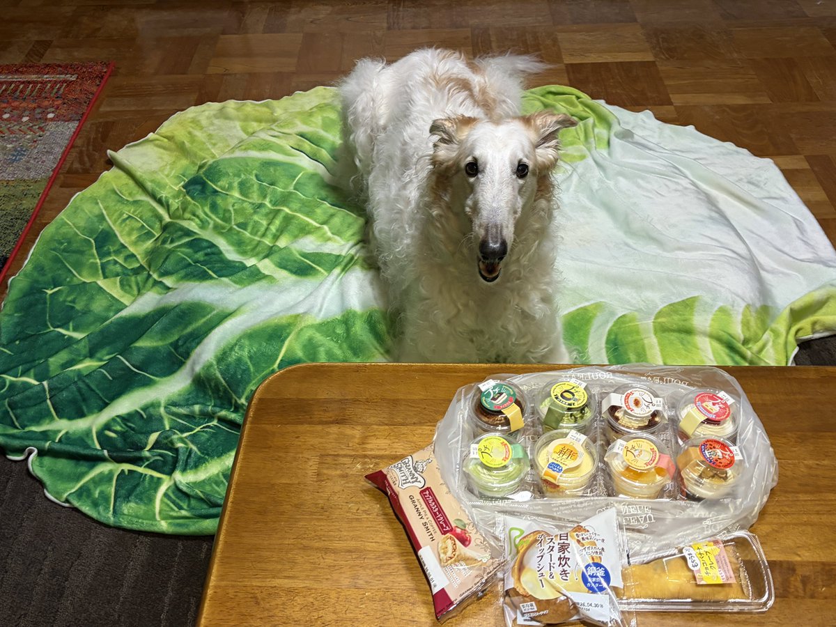 がんぼるぞい®︎ 💪🐶✨borzoi ボルゾイ tweet media