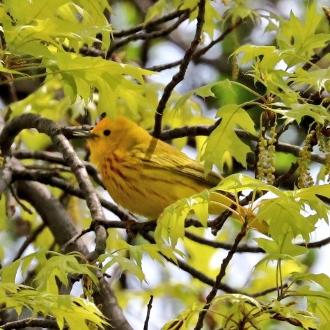 nygr8one's tweet image. Yellow #Warbler Bayswater Point SP. #birding #birds #birdwatching #springmigration @BirdQueens