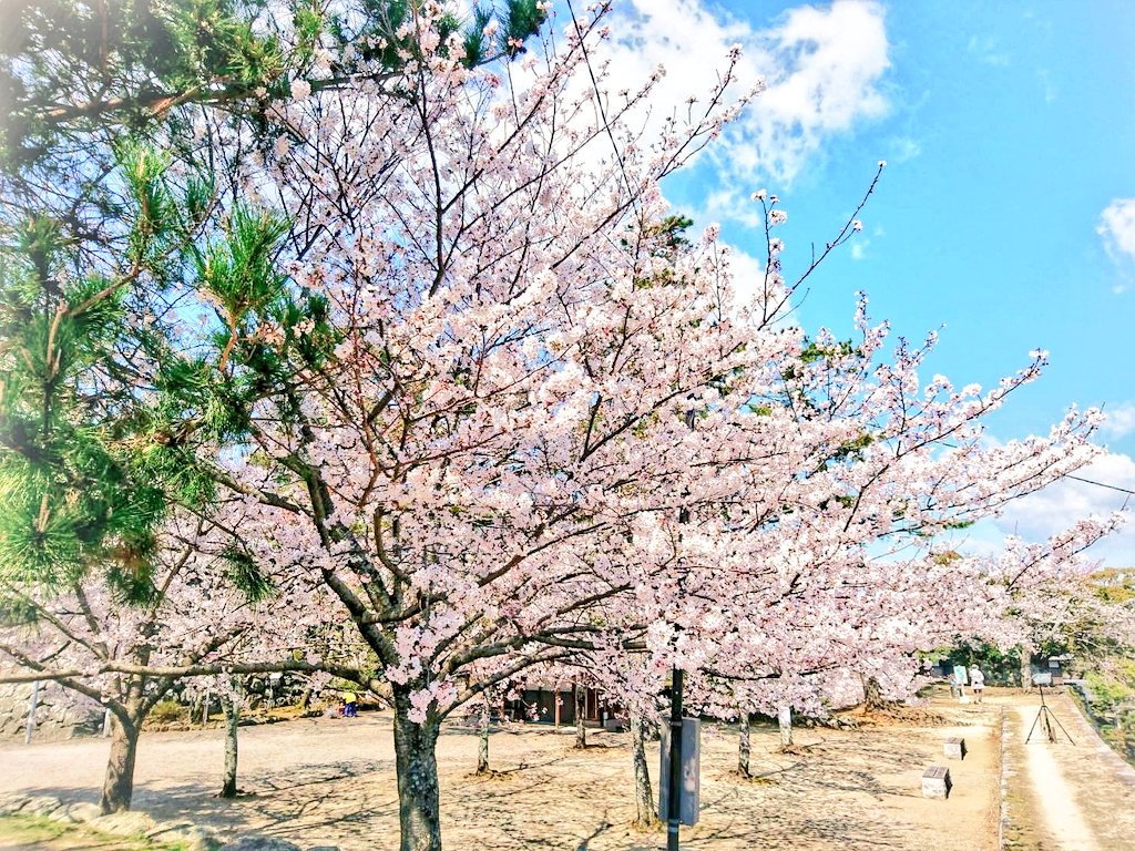 oci63724's tweet image. こんにちは！日本の美しいサクラをお届けします。🌸
この景色で世界中が笑顔でつながりますように。

Hello from Japan! Sharing the beauty of our Sakura.
May these cherry blossoms connect the world with smiles. 🌸✨

#Sakura #Japan #Spring