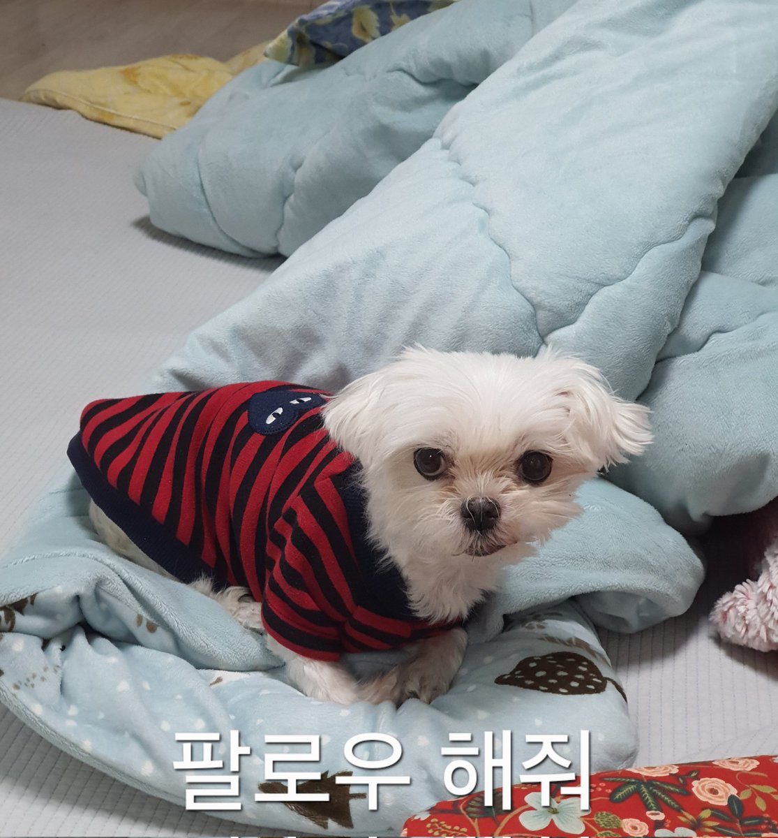 도루미 tweet media