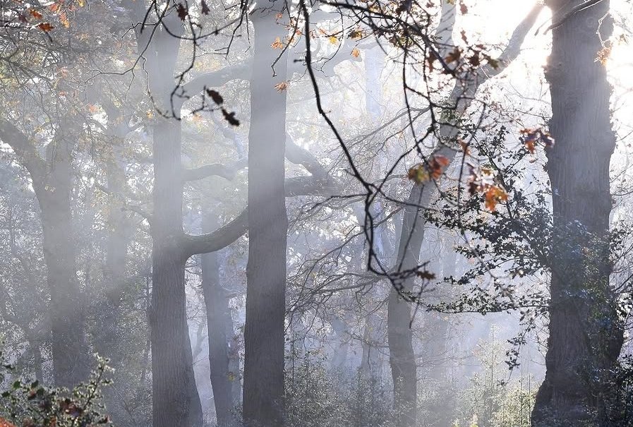 ओम जी 🇮🇳 tweet media