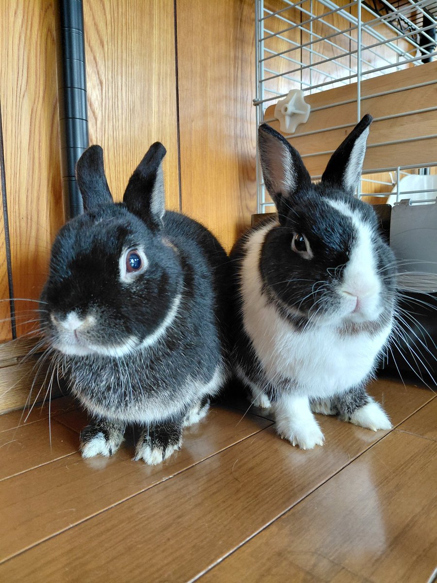 こんにちは #うさぎ