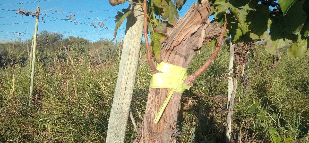 Secretaría de Agricultura La Rioja tweet media