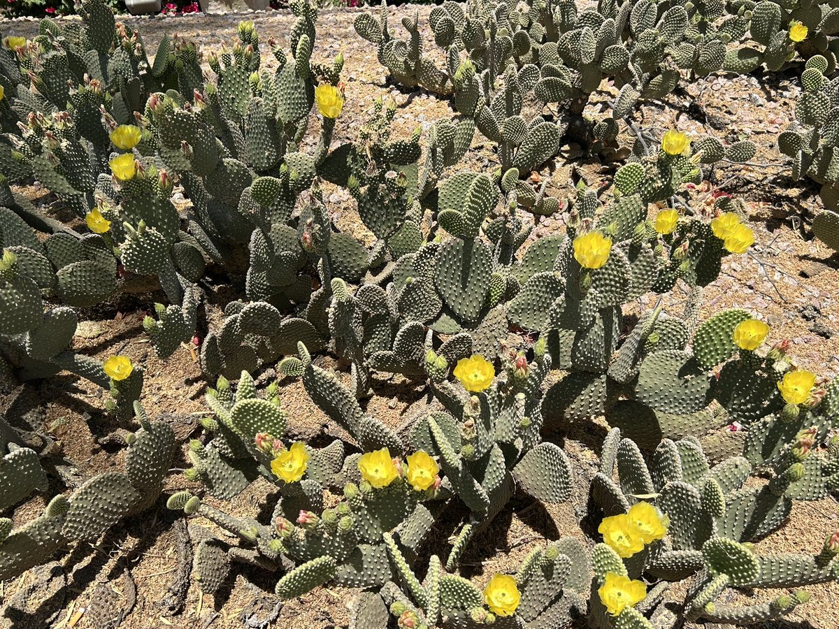jr85281's tweet photo. The cactus at work are in bloom #cactusflowers https://t.co/XdJhwHqkpM
