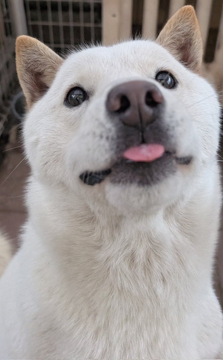 北海道犬 みっちゃん tweet media