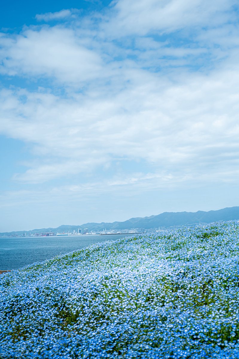 しょーき tweet media