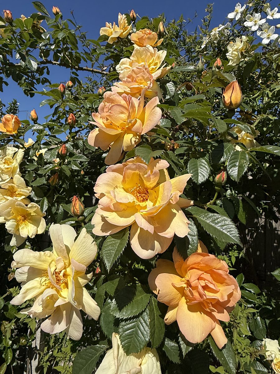 DollysGarden's tweet image. Another sunshiney morning, a beaut of a day.  🌼🧡

Have a good one.  ☀️🌼☀️

#Gardening #Flowers #DollysCottageGarden