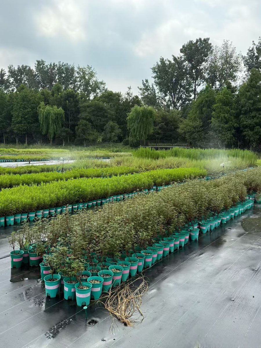 aburawan1212hot's tweet photo. "Neighborly win!  Our block joined forces to plant a community herb garden—rosemary, mint, u0026 basil for all to share. Stop by tomorrow 2-4pm for a quick harvest u0026 a chat!  #NeighborLove #CommunityGreen" https://t.co/lLfVTn1cgO
