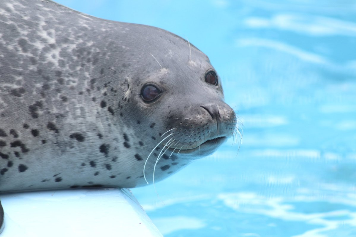 #東武動物公園
#はなまる
 
お顔きゅるきゅるすぎる