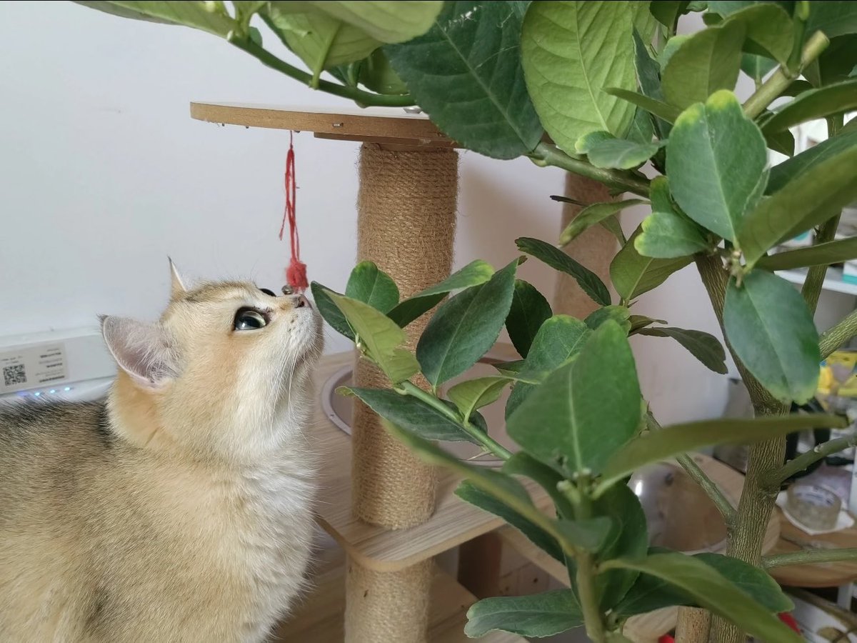 Decadecake tweet media