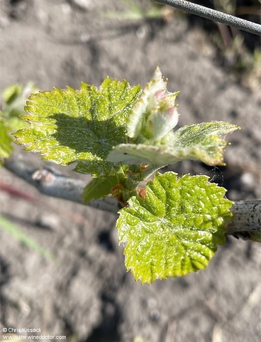 chriswinedoctor's tweet image. Read my Bordeaux 2025 weather report, with details of this season's homogenous flowering and véraison, summer drought and an early harvest.
buff.ly/KxYHtq7
[subscribers only]
#bdx2025 #bordeaux #lafleur #pavie #bordeauxprimeurs