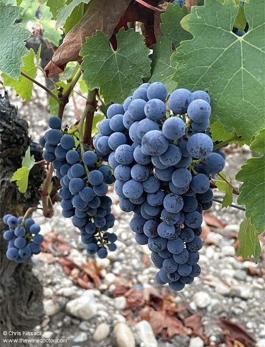 chriswinedoctor's tweet image. Read my Bordeaux 2025 weather report, with details of this season's homogenous flowering and véraison, summer drought and an early harvest.
buff.ly/KxYHtq7
[subscribers only]
#bdx2025 #bordeaux #lafleur #pavie #bordeauxprimeurs
