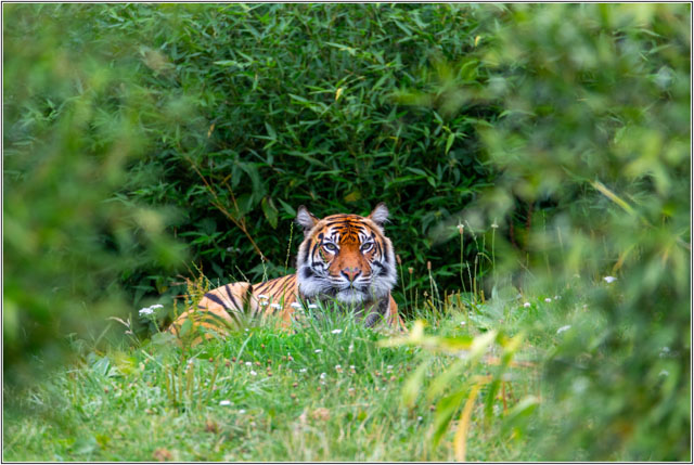 photos_dsmith's tweet image. A closeup of a #tiger resting in the #grass, it is completely relaxed with #nature. Shot using @SigmaImagingUK #lenses by an #awardwinning #photography #business. See more #photos / #images at darrensmith.org.uk  #WildlifePhotography  #NatureShot #BigCats #AnimalPhotography