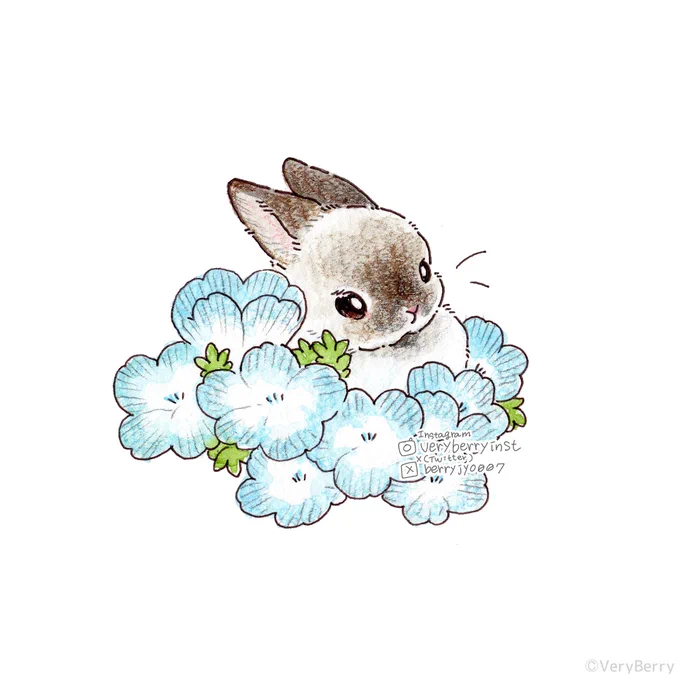 ネモフィラうさぎさん 長いまつげがすてきだね