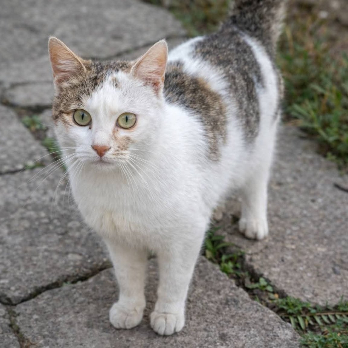 9huseyinozcelik's tweet image. #CatsLovers 🤍
#chicken 🤎
#flowers 🩷
#ginger 🍪