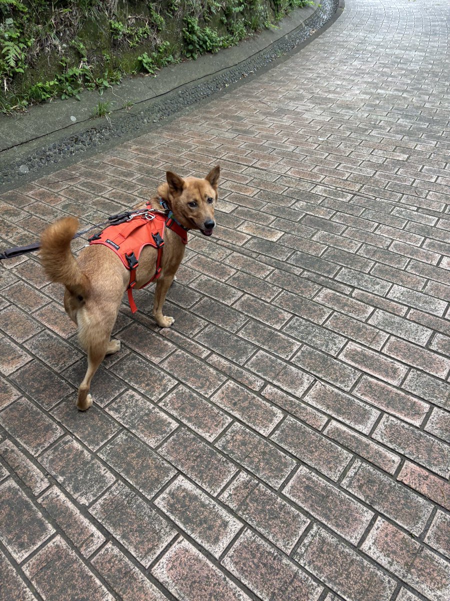 ゆうげ🍺次回インテ大阪 tweet media