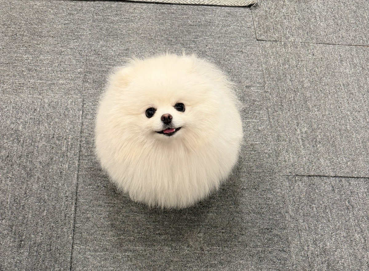 本日の毛球

#本日の毛球