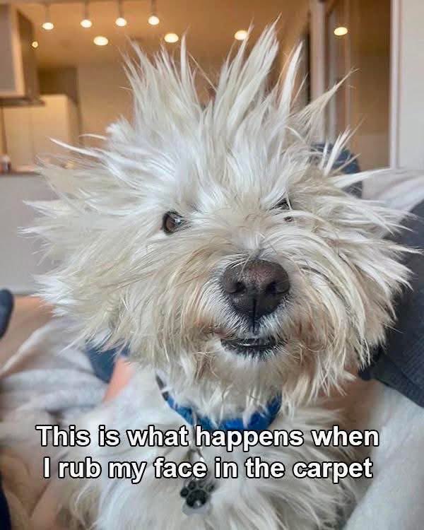 carolward5064's tweet image. One for my fur pals, have a wagtastic day! 🐾🐶
#dogsofX 
#dogsoftwitter