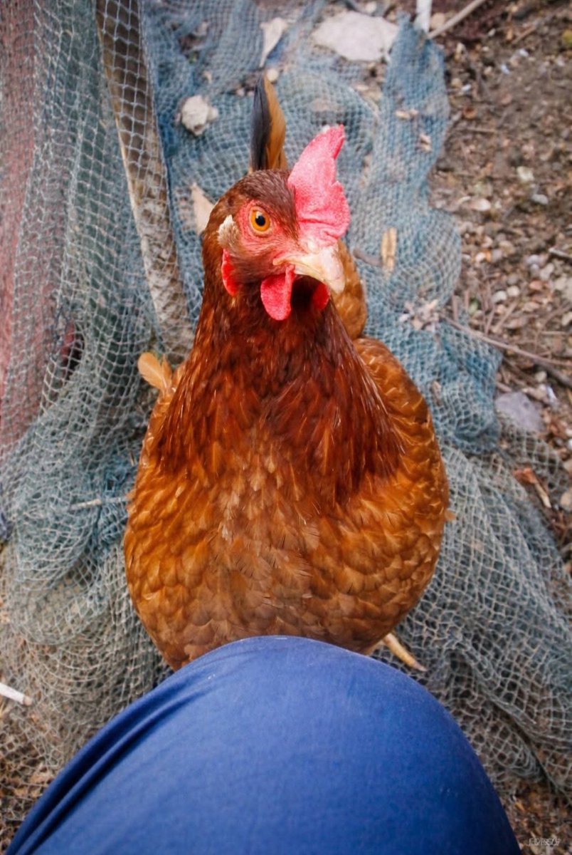 9huseyinozcelik's tweet image. #CatsLovers 🤍
#chicken 🤎
#flowers 🩷
#ginger 🍪