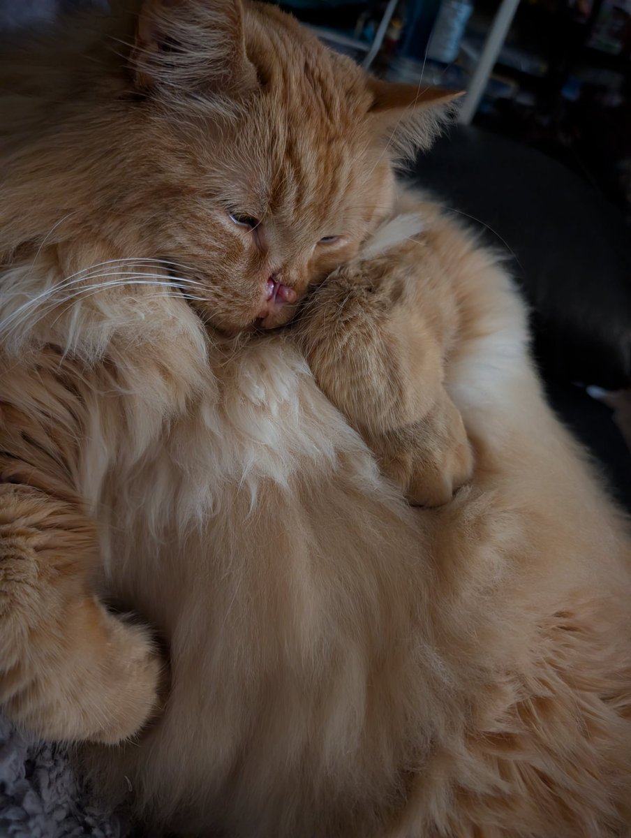 HumanBodyPillow tweet media