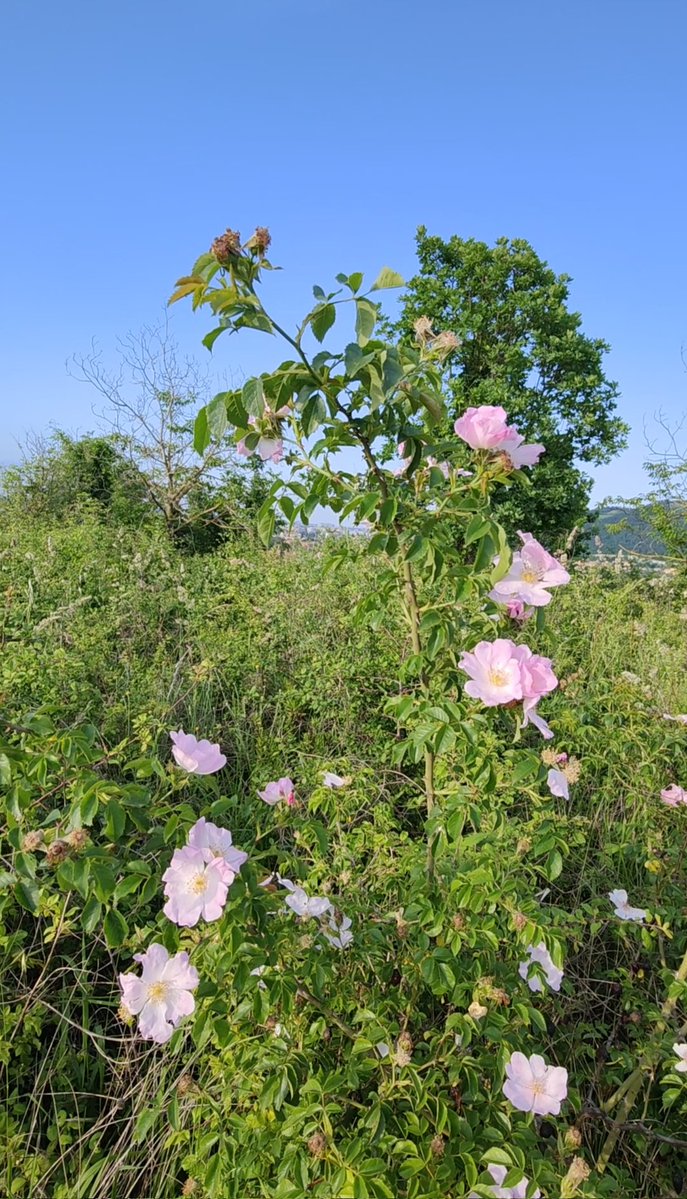 📲....🩷

La rosa canina
non è una rosa da
salotto, è una rosa
da sentiero. 
Ti aspetta dove il
mondo si fa spettinato.
È commestibile 

                            ....🩷