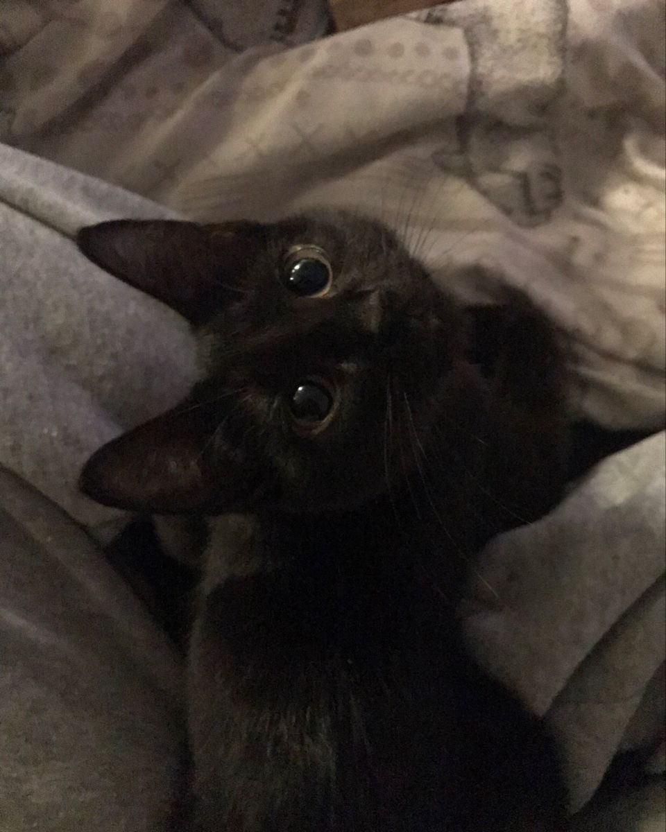 dan(iel) tweet media