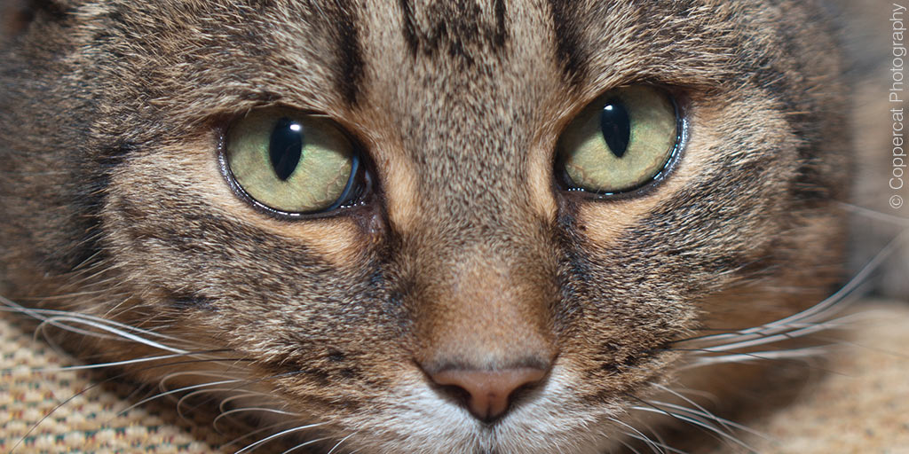 catchatcharity's tweet photo. Just a reminder, on #NationalTabbyDay, that thousands of cats – of all colours, ages and personalities – are waiting in shelters throughout the UK and Ireland for loving homes!

Find your nearest rescue centre here: https://t.co/aSS39ak7Xd

#AdoptDontShop #CatsOfTwitter https://t.co/Gvgm2r7bGz