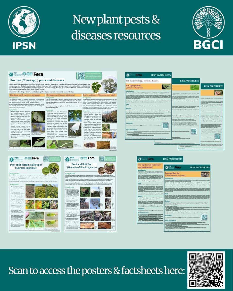 bgci's tweet image. 🚨 New resources from the International Plant Sentinel Network (IPSN) are now available! 

Covering elm diseases, root &amp;amp; butt rot, two-spot cotton leafhopper &amp;amp; Argentine ant.

Access factsheets &amp;amp; posters → bit.ly/4mbW6Tk or scan the QR code.

#PlantHealth #Biosecurity