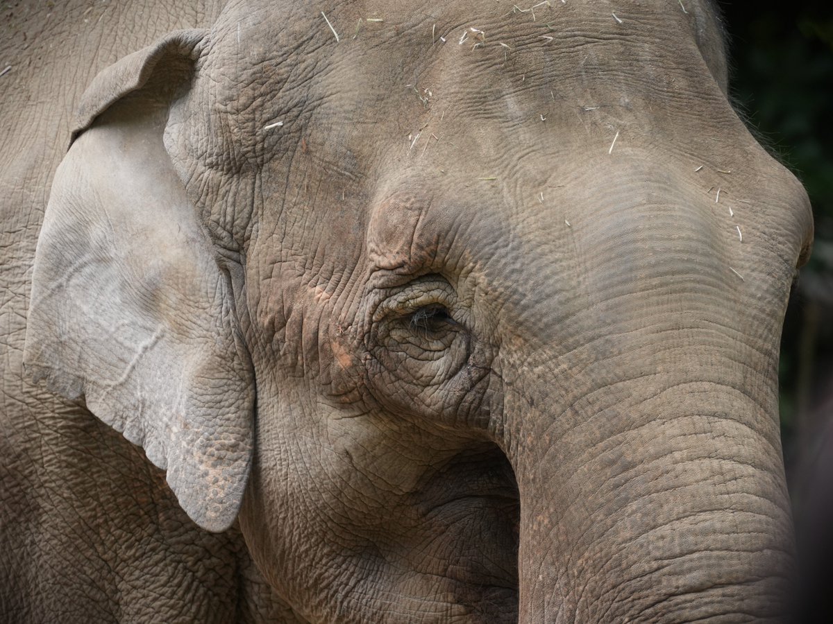 zooman_koichi's tweet image. 会議が終わったぞう！
#インドゾウ #ズーラシア #elephant #ZOORASIA