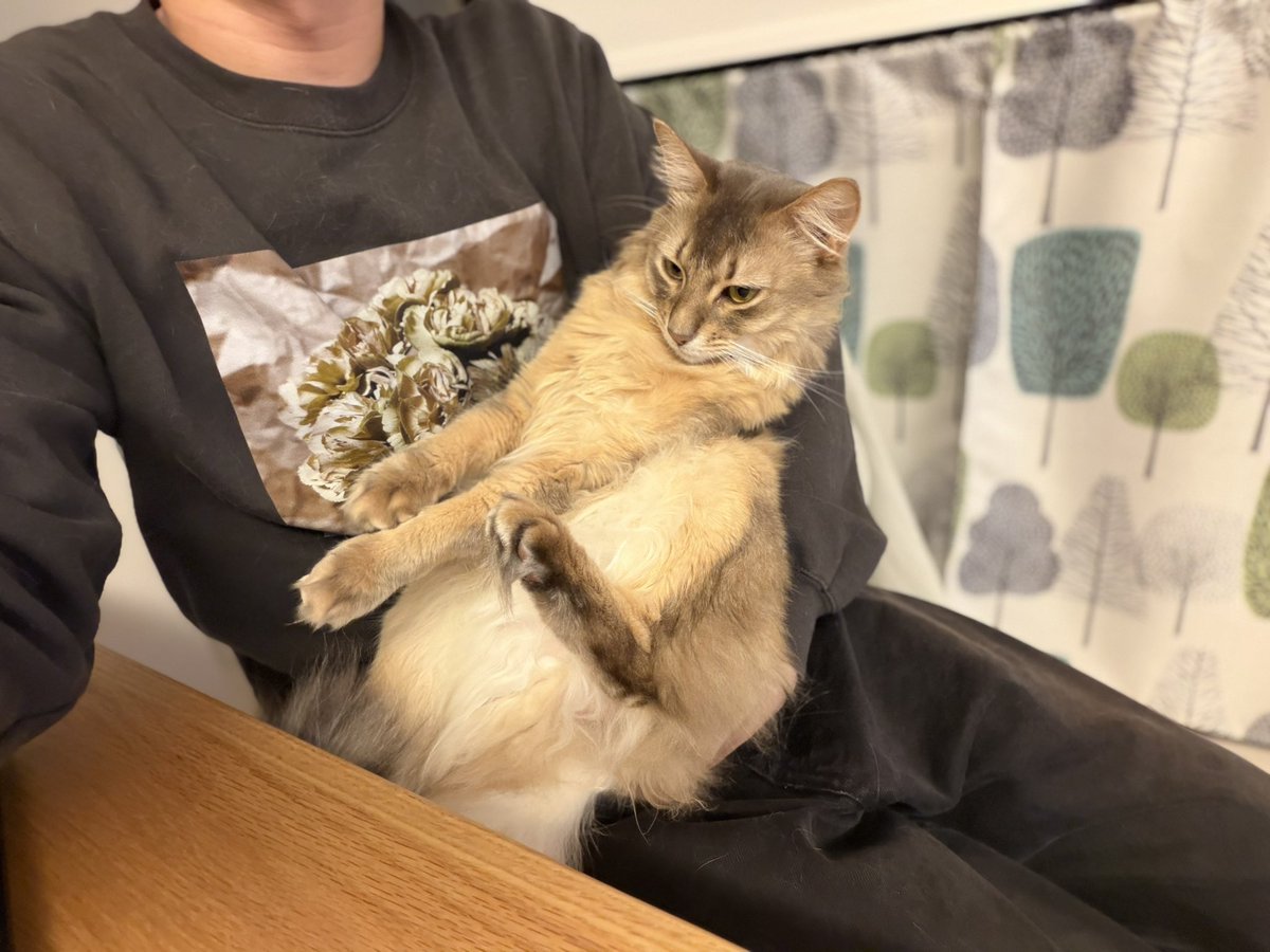 ᘗ⃒ƕན(ぼにゅうふらぺちーの) tweet media