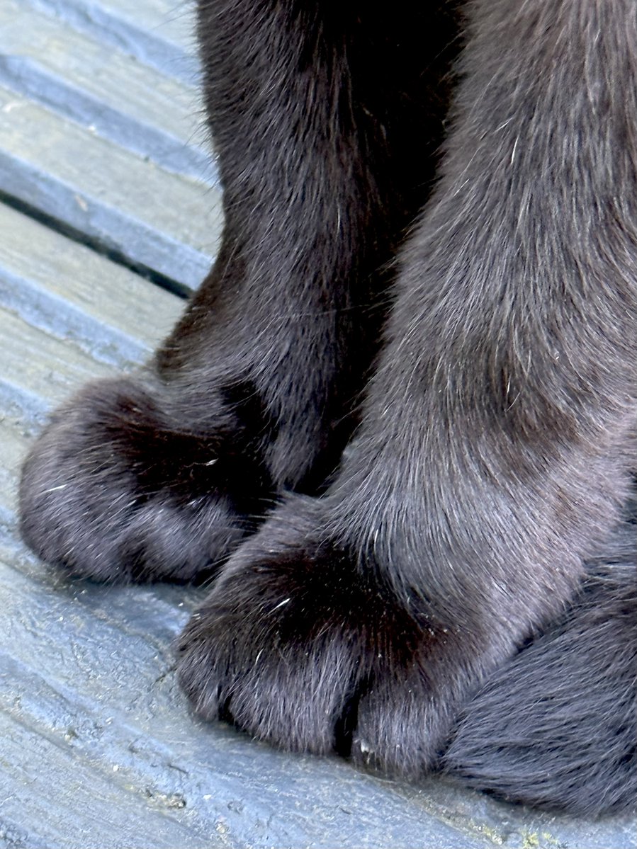 LA Woman 🐈‍⬛ 🐱 😻❤️ 💫 tweet media