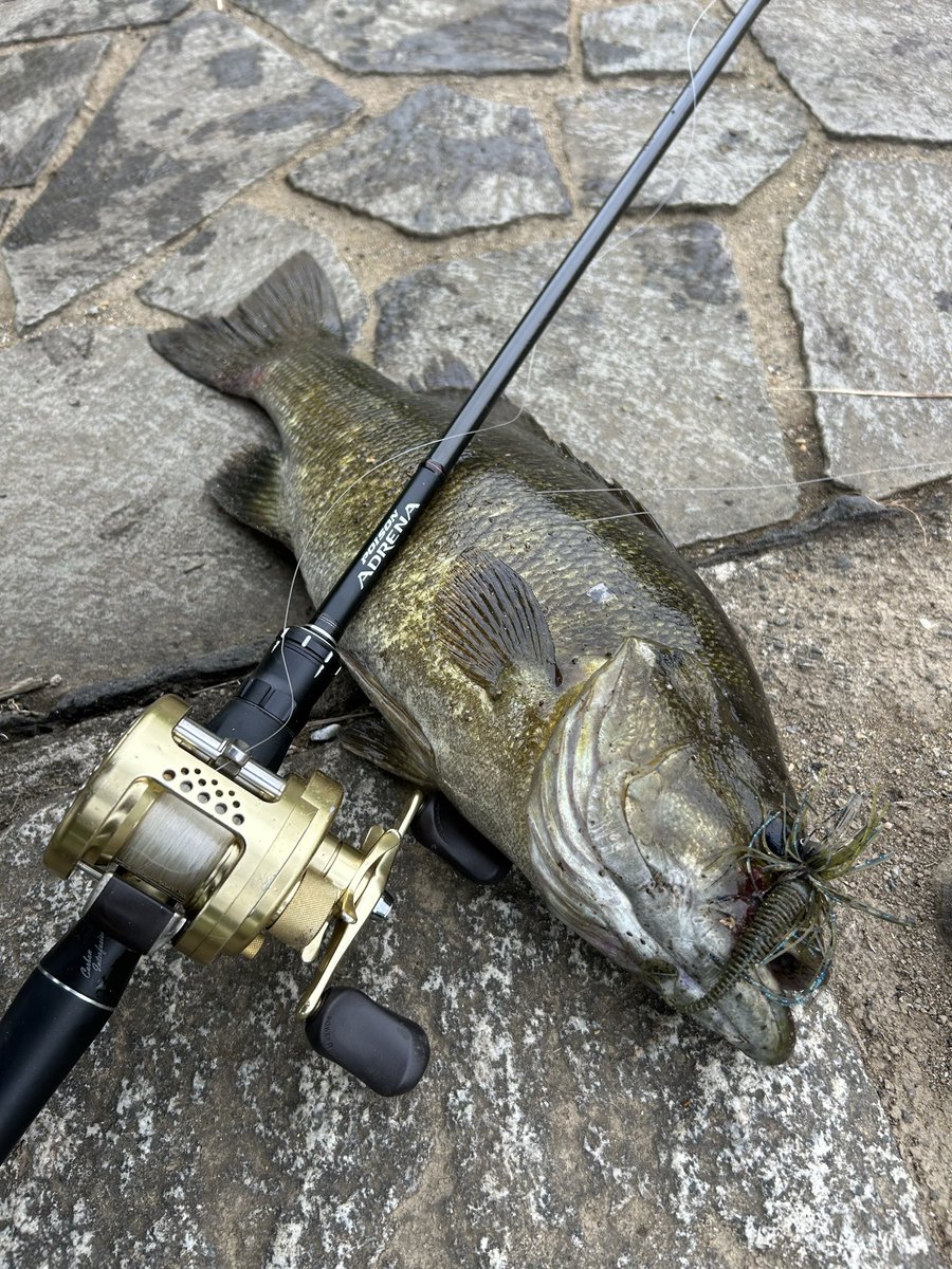 _Agoago3's tweet photo. 人生初バス釣りでなんか良いサイズが釣れてしまった(スモール40UP)
正直あんまバスは興味がないんだが、無欲ゆえのビギナーズラックか
ちなみにベイトの釣りやるなら、カルコンでやりたいという謎のこだわりがあり、わざわざ中古で安いの探して買った
カルコンかっこよすぎだぜ、、、 https://t.co/GtAi7N70PM
