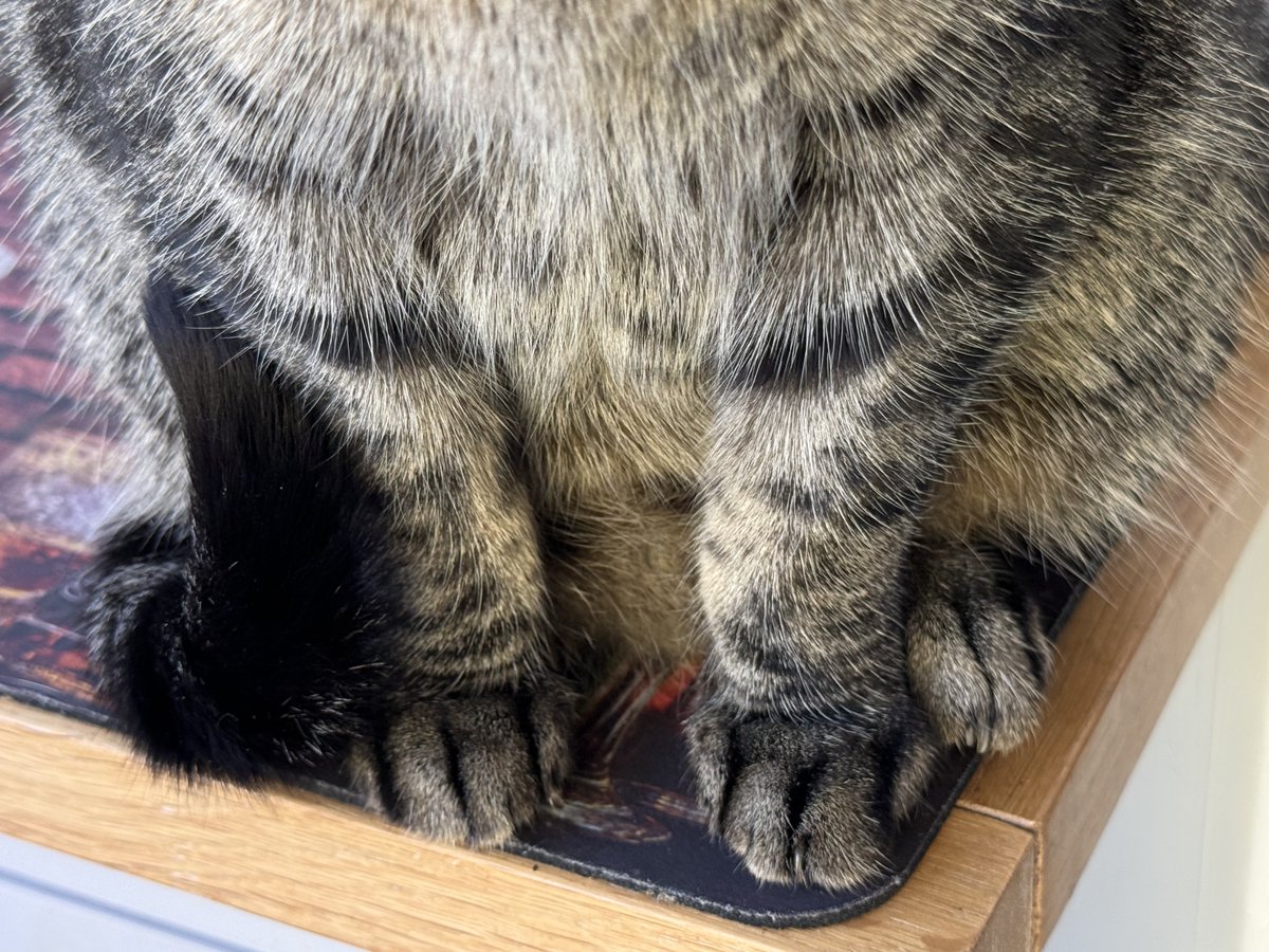 LA Woman 🐈‍⬛ 🐱 😻❤️ 💫 tweet media