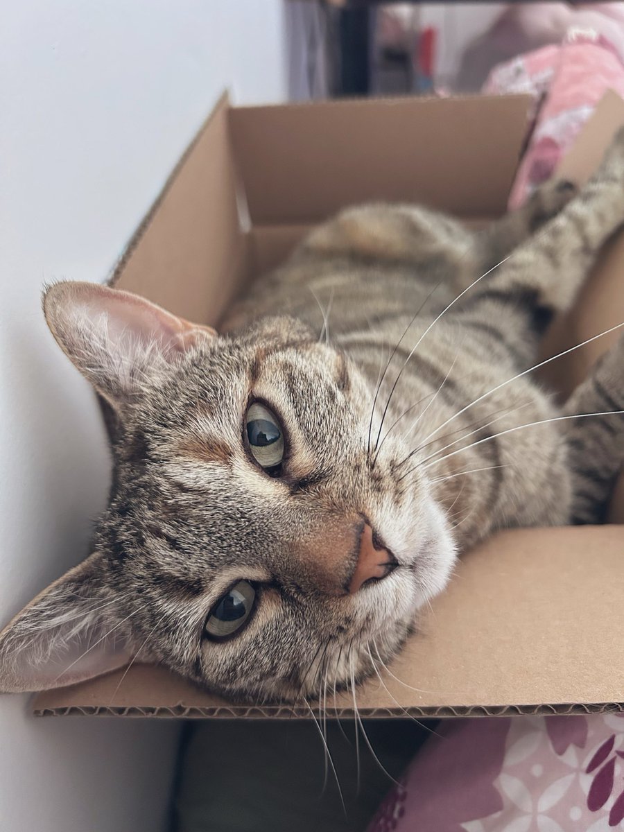 ʚ KC Boo⁷ ɞ tweet media