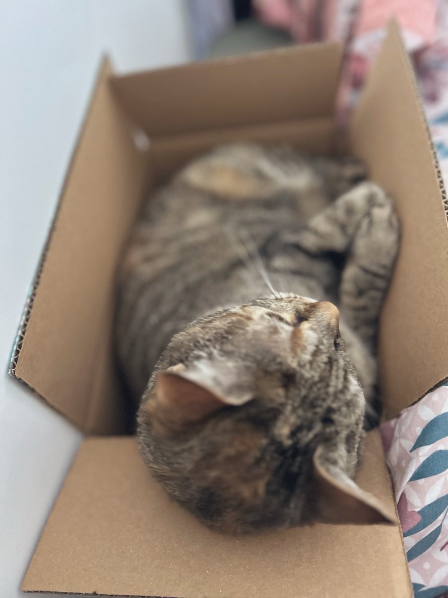 ʚ KC Boo⁷ ɞ tweet media