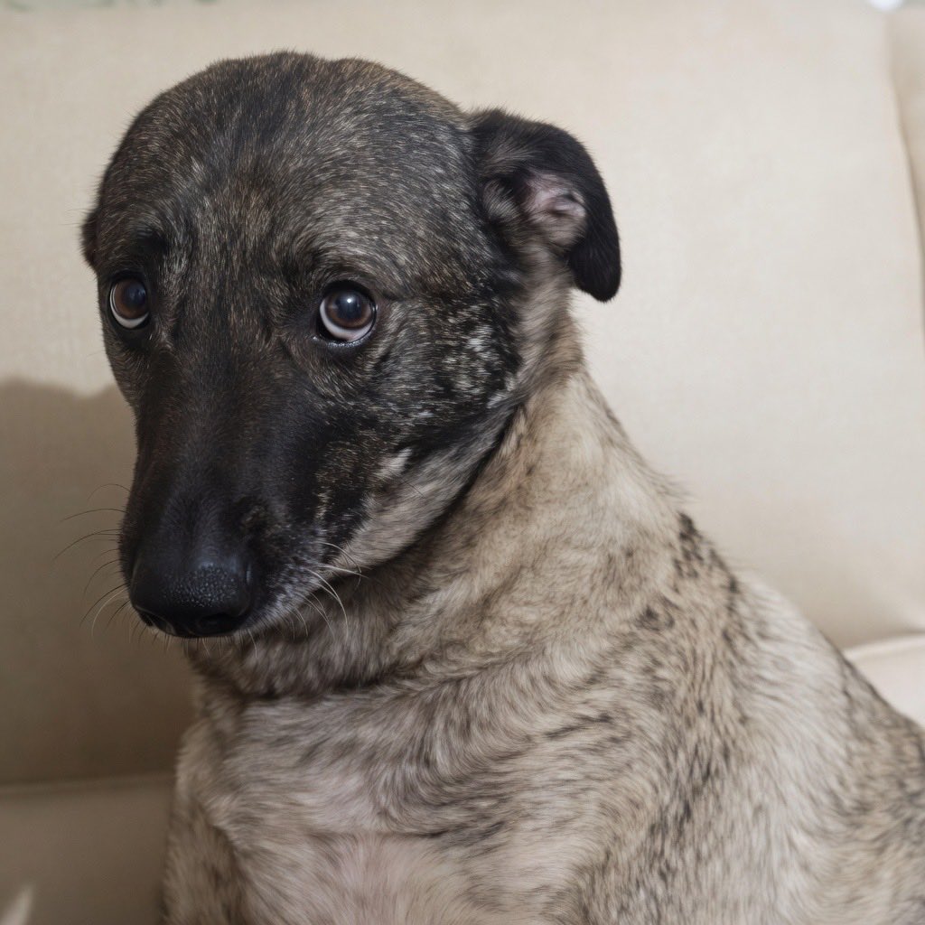 🌹🏵Ceren CANDAN 🐕🌸 tweet media