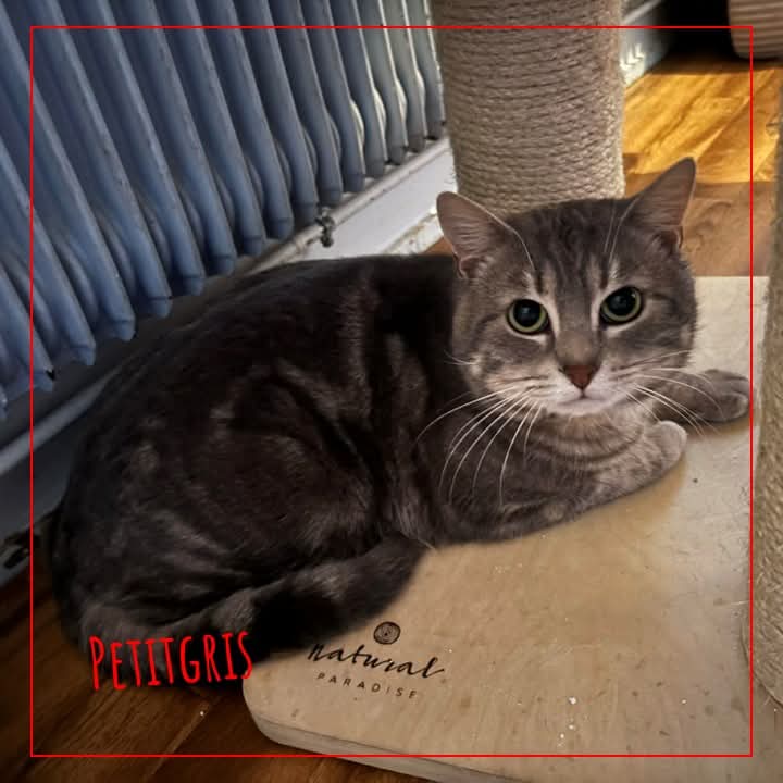 ADOPTE 1 CHAT tweet media