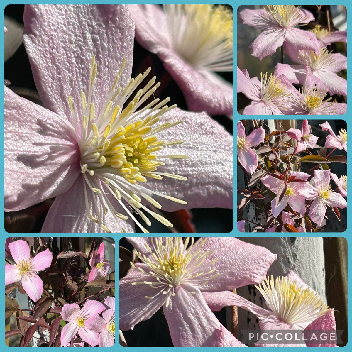 Vixyl's tweet image. Morning 👋 Clematis Montana for #ClematisThursday This is a cutting I planted last year 😊🌸 Happy Thursday, have a good un 🌿

#flowers #gardening