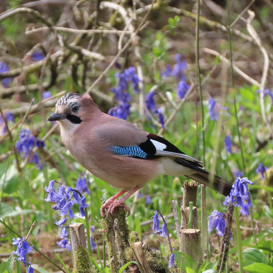 The Parks Trust tweet media