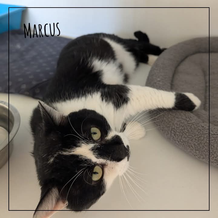 ADOPTE 1 CHAT tweet media