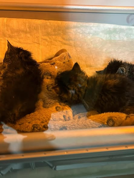 yolanda schultes tweet media